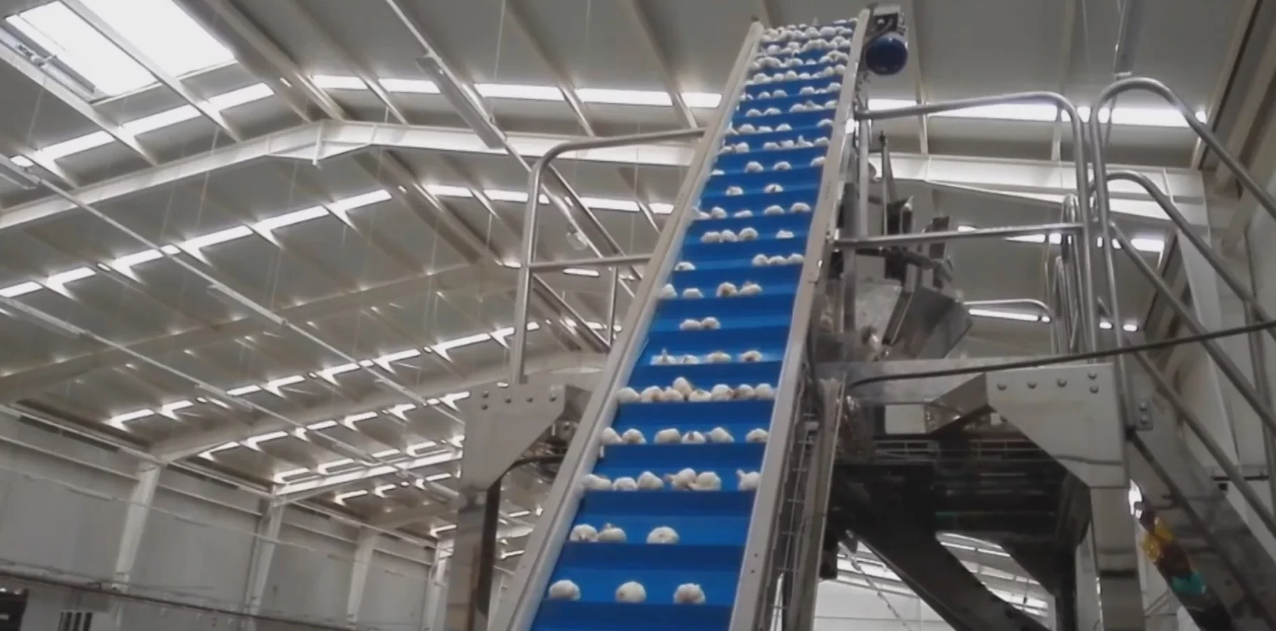 Csomagolósor fokhagyma/hagymákhoz többfejes mérleggel és hálógéppel: