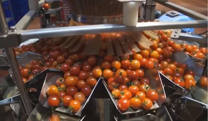 Cseresznyeparadicsom