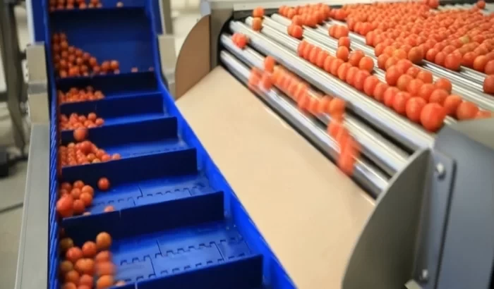 Cseresznyeparadicsom