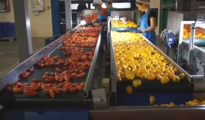 Három színű minipaprikák