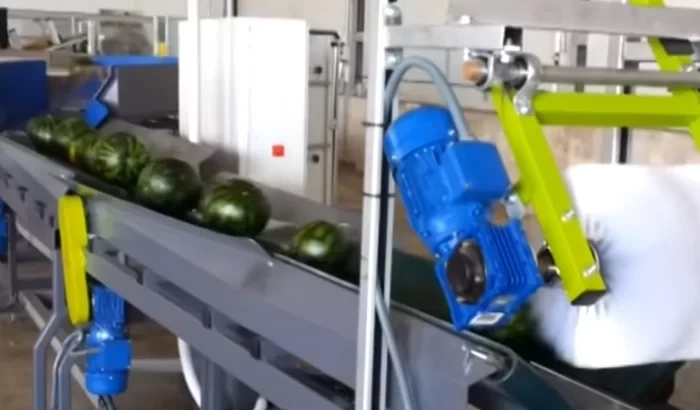 Dinnyék és görögdinnyék