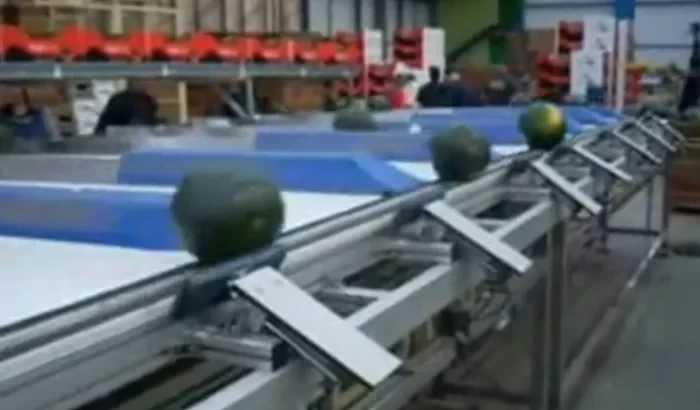 Dinnyék és görögdinnyék