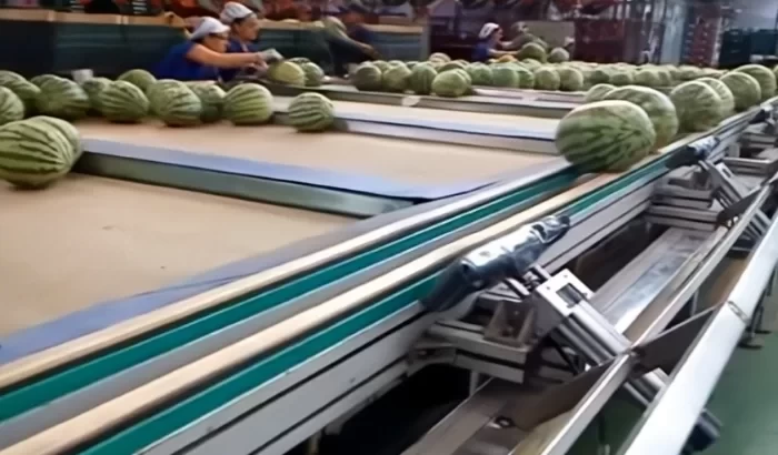 Dinnyék és görögdinnyék