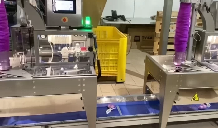 Fokhagyma és hagyma